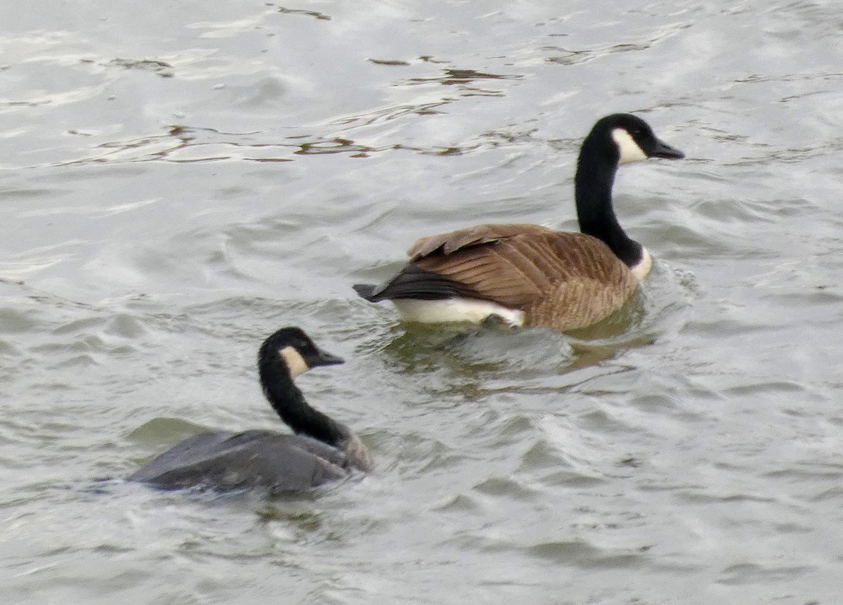 goose sp. - ML631734477