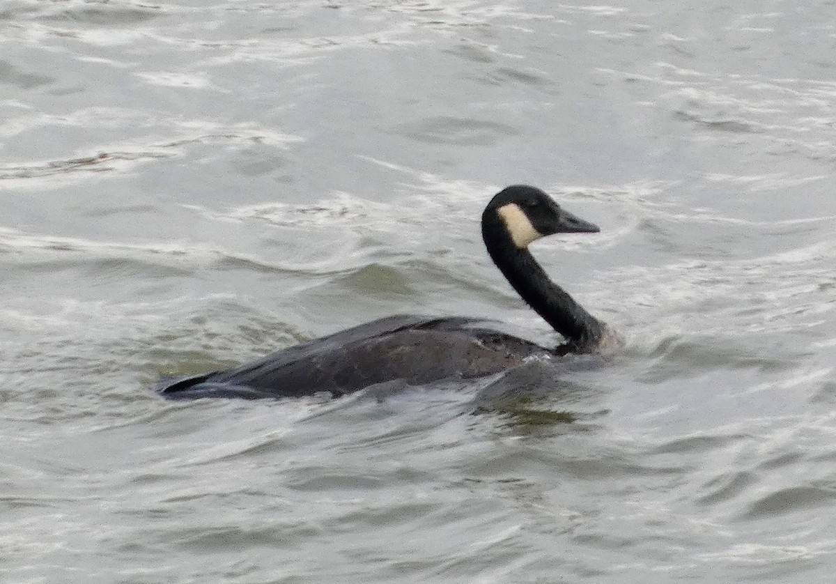 goose sp. - ML631734478