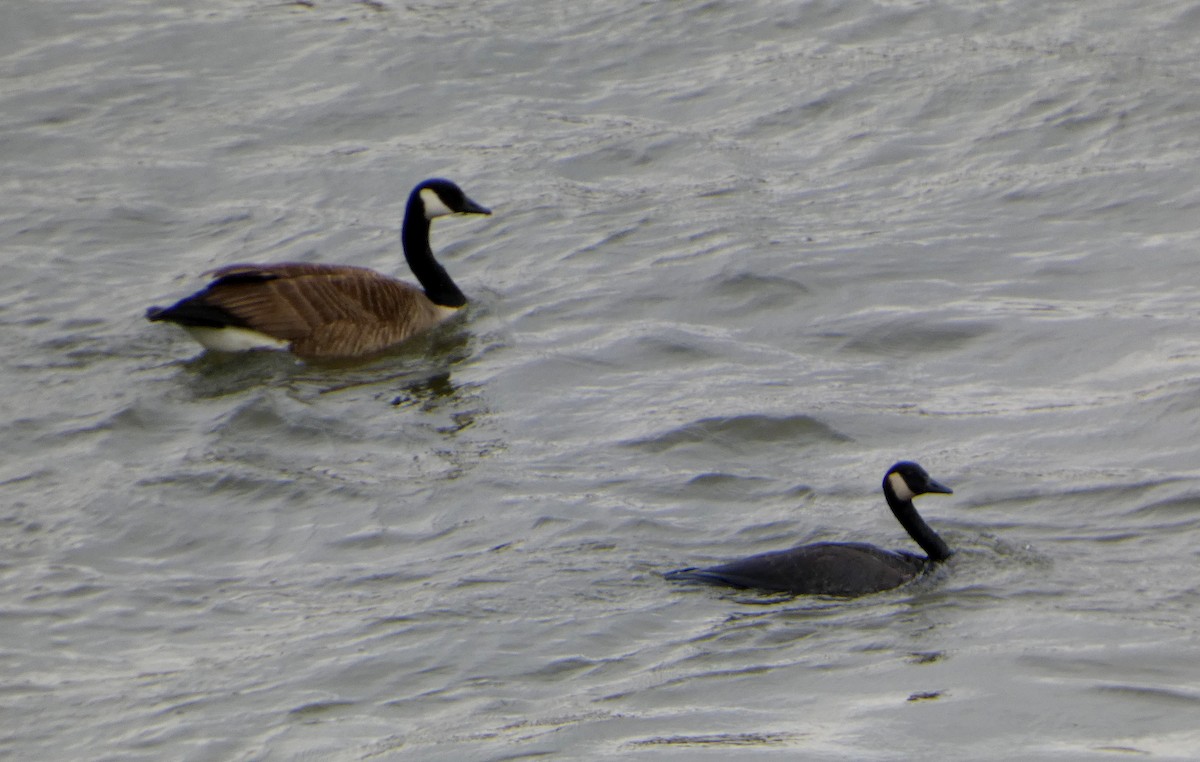 goose sp. - ML631734480