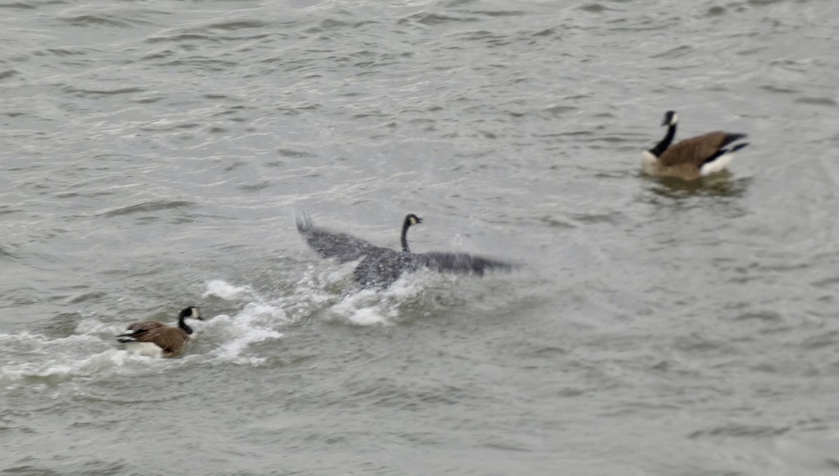 goose sp. - ML631734481