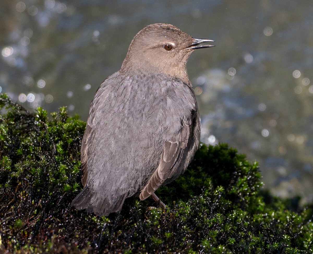 American Dipper - ML631734532