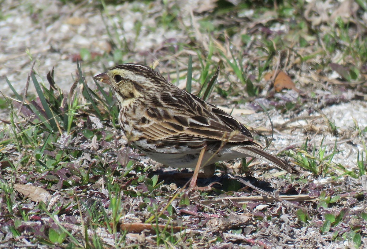Savannah Sparrow - ML631734569