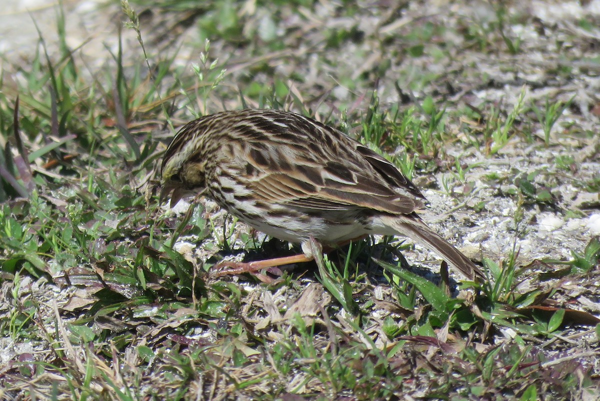 Savannah Sparrow - ML631734570