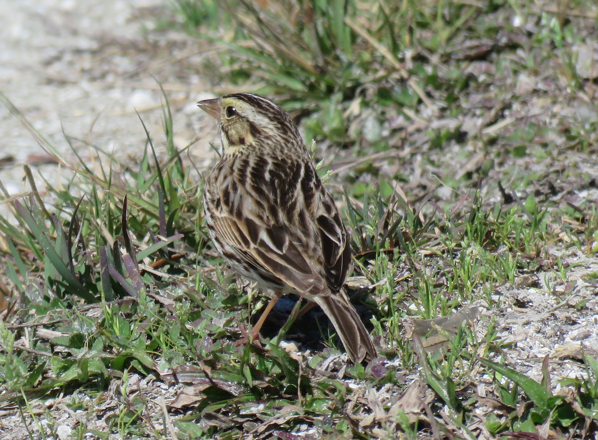 Savannah Sparrow - ML631734571