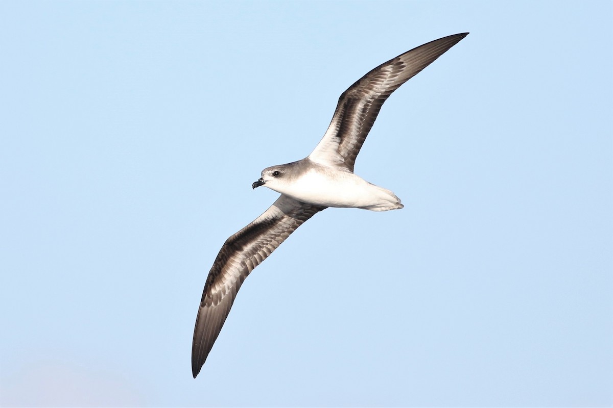 Zino's Petrel - ML63173481