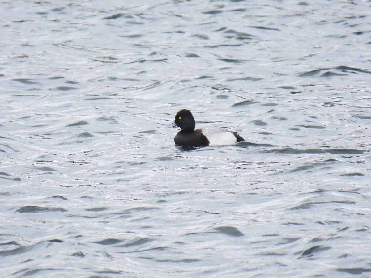 Lesser Scaup - ML631734882
