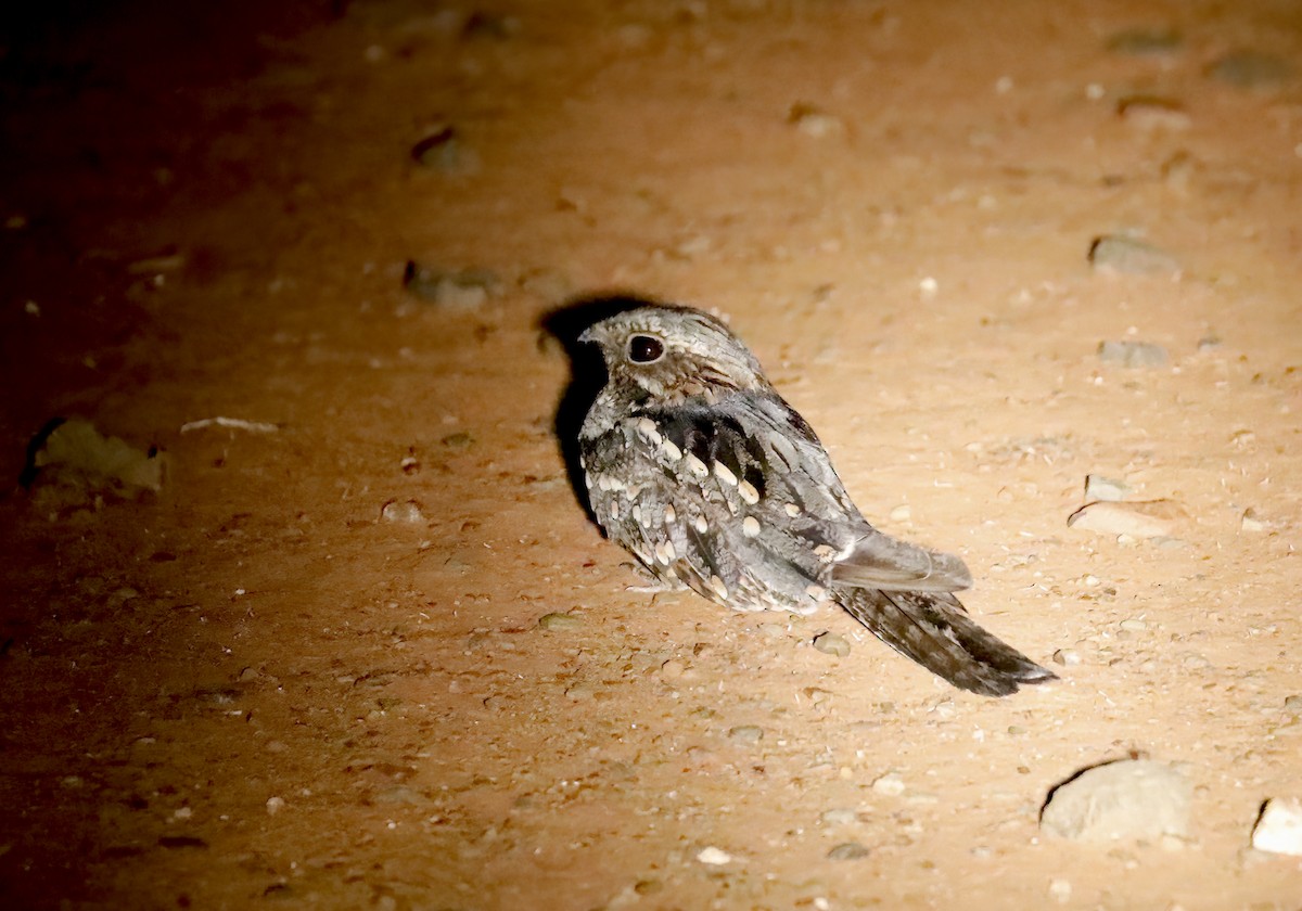 Rufous-cheeked Nightjar - ML631735018