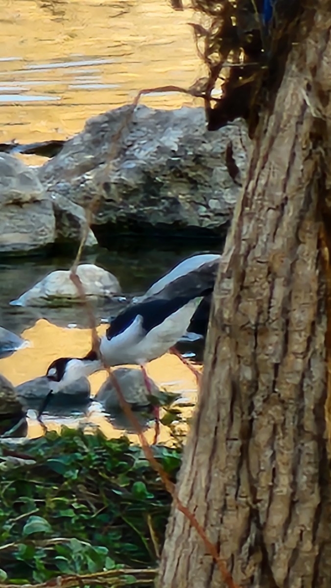 Black-necked Stilt - ML631735287