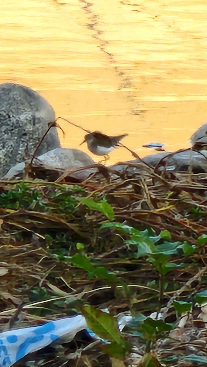 Spotted Sandpiper - ML631735296