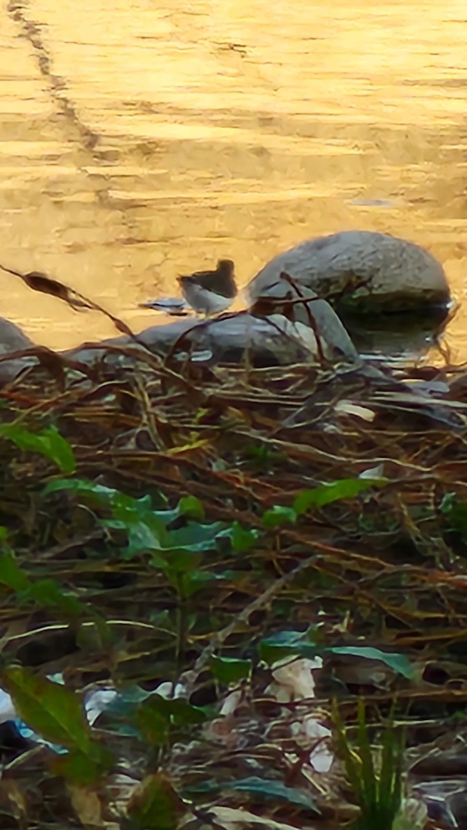Spotted Sandpiper - ML631735299