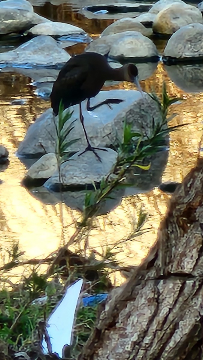 White-faced Ibis - ML631735302