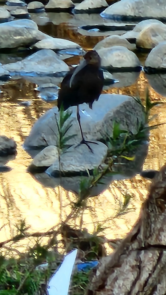 White-faced Ibis - ML631735305