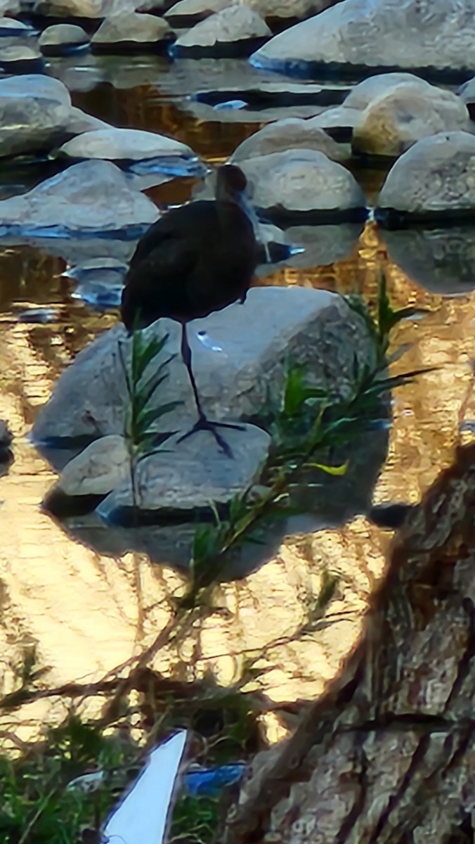 White-faced Ibis - ML631735306