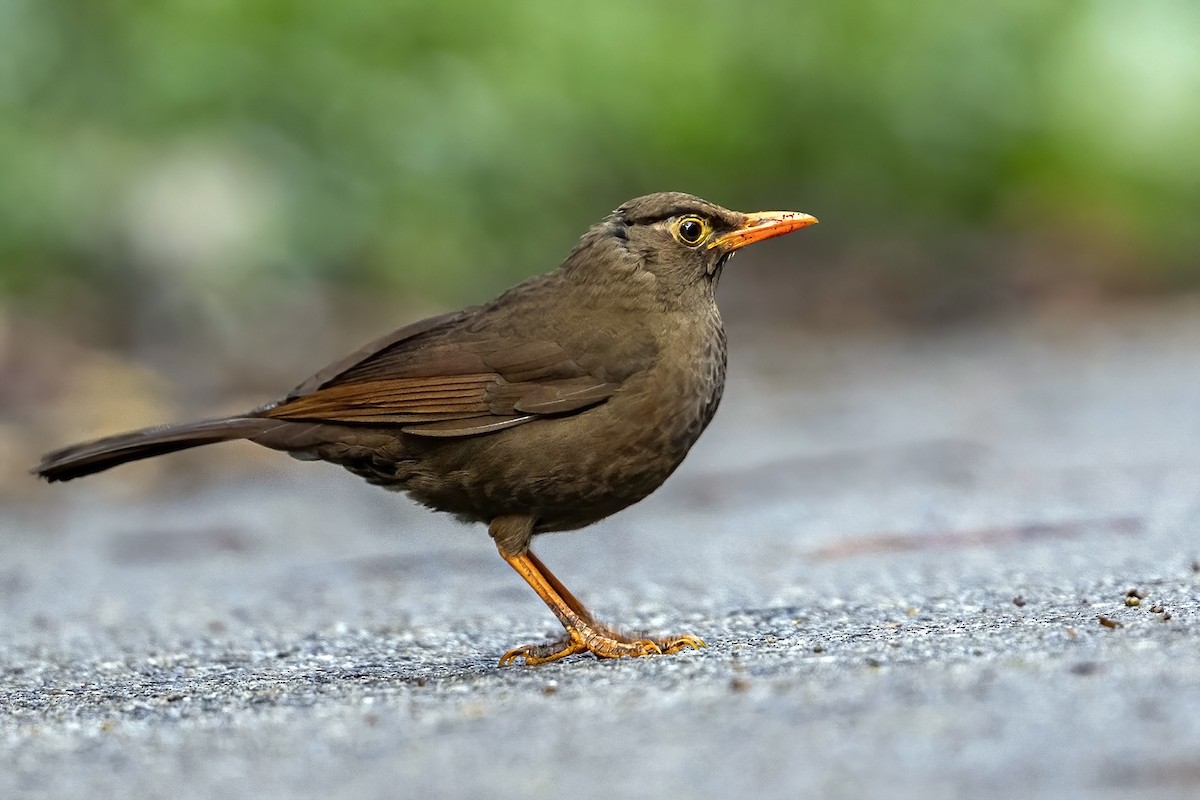 Sulawesi Thrush - ML631735313