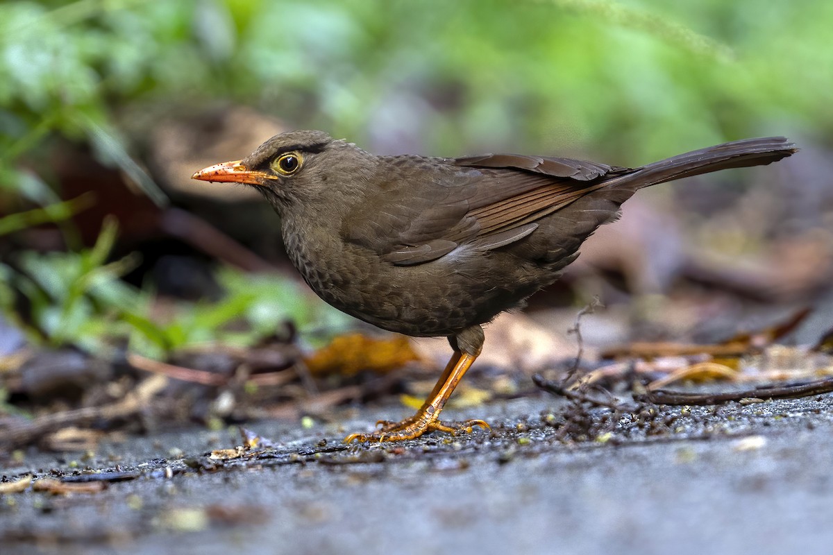 Sulawesi Thrush - ML631735314