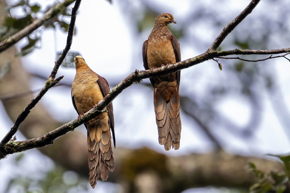 Sultan's Cuckoo-Dove (Sulawesi) - ML631735316