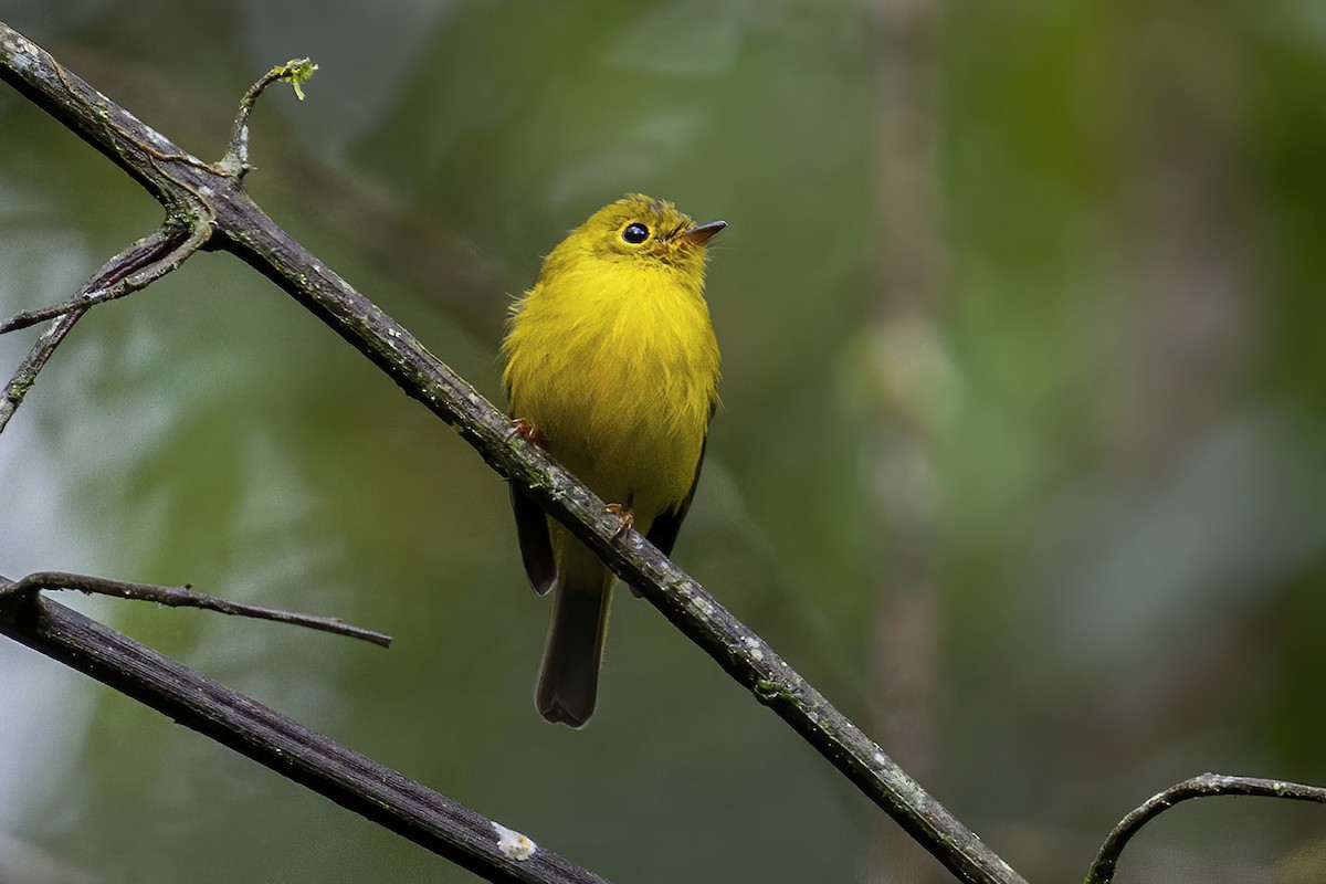 Citrine Canary-Flycatcher - ML631735320