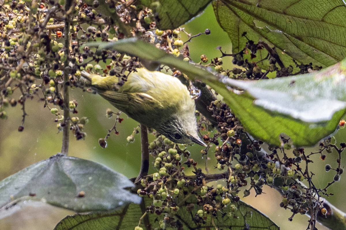 Sulawesi Heleia - ML631735329