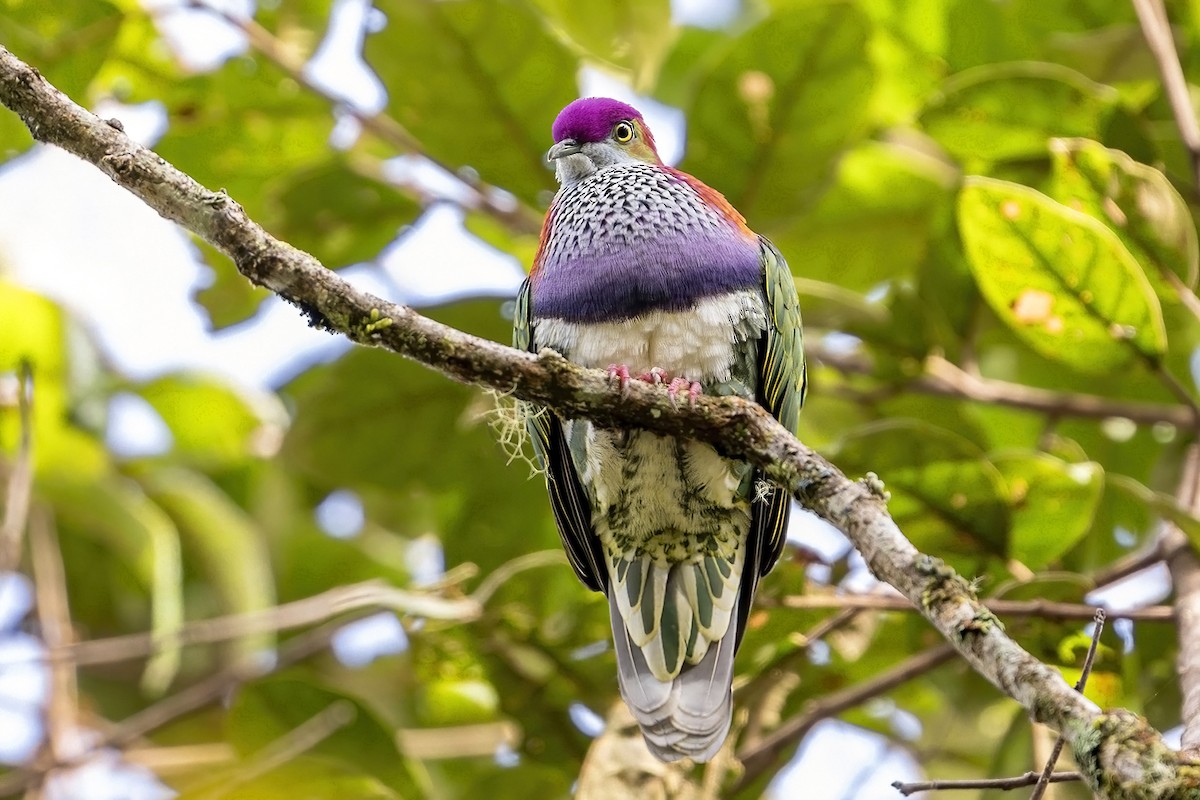 Superb Fruit-Dove (Western) - ML631735346