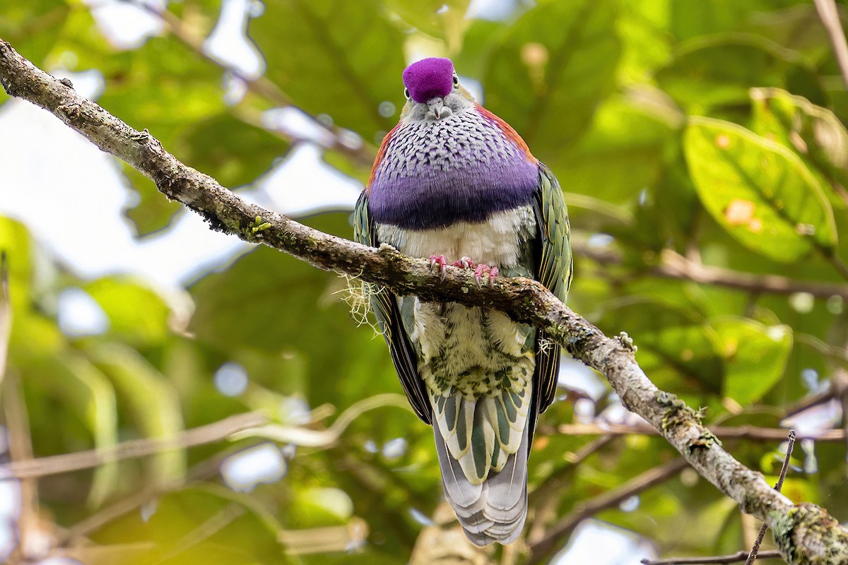 Superb Fruit-Dove (Western) - ML631735347