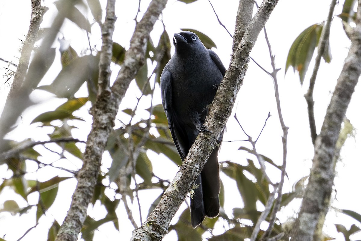 Cerulean Cuckooshrike - ML631735377