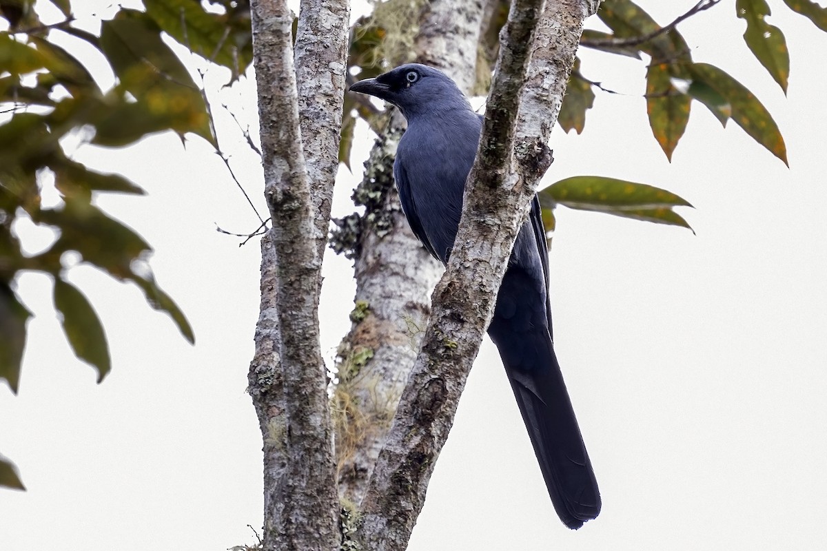 Cerulean Cuckooshrike - ML631735379