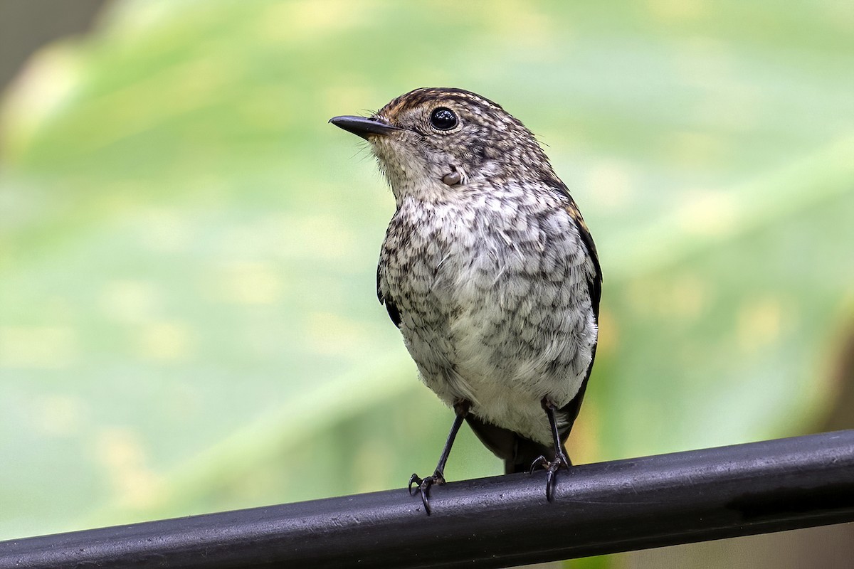 Little Pied Flycatcher - ML631735386