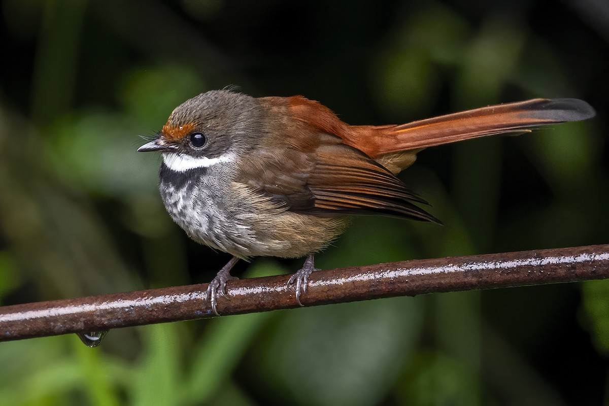 Sulawesi Fantail - ML631735391