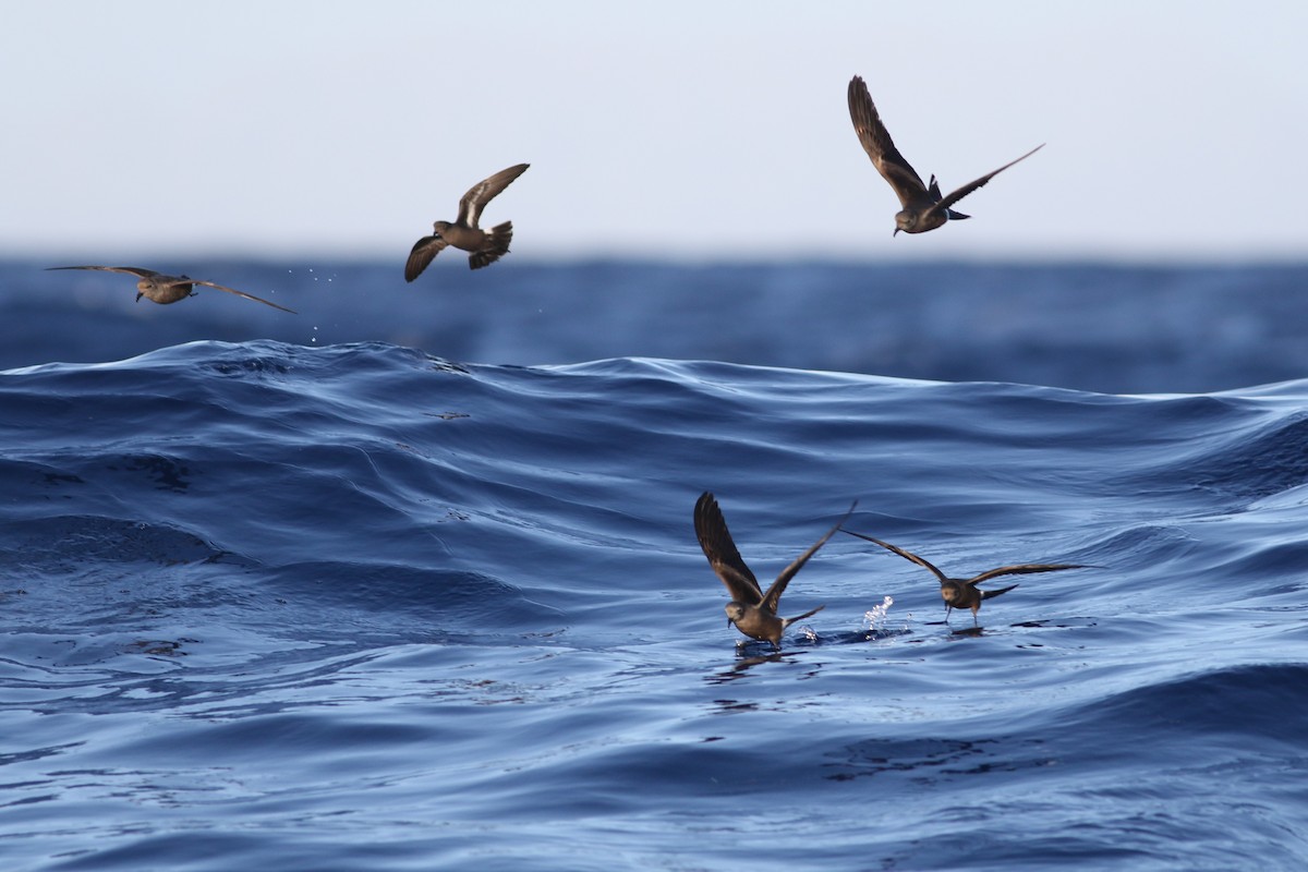 Leach's Storm-Petrel - ML63173541