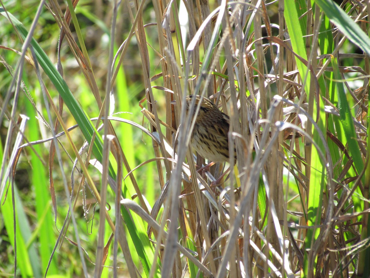 LeConte's Sparrow - ML631735756