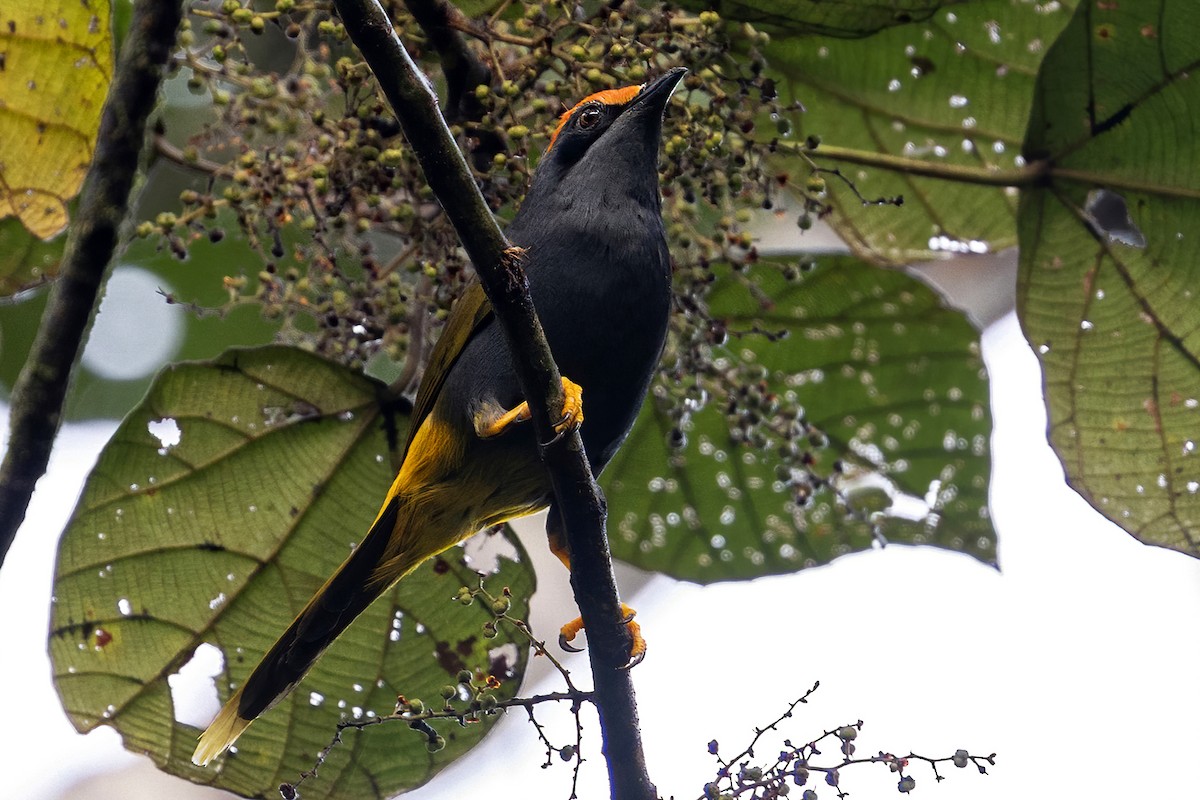 Fiery-browed Myna - ML631735881