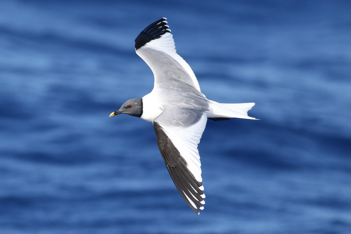 Sabine's Gull - Peter Flood