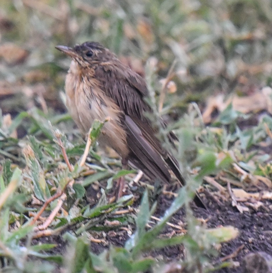 Buffy Pipit - ML631735961