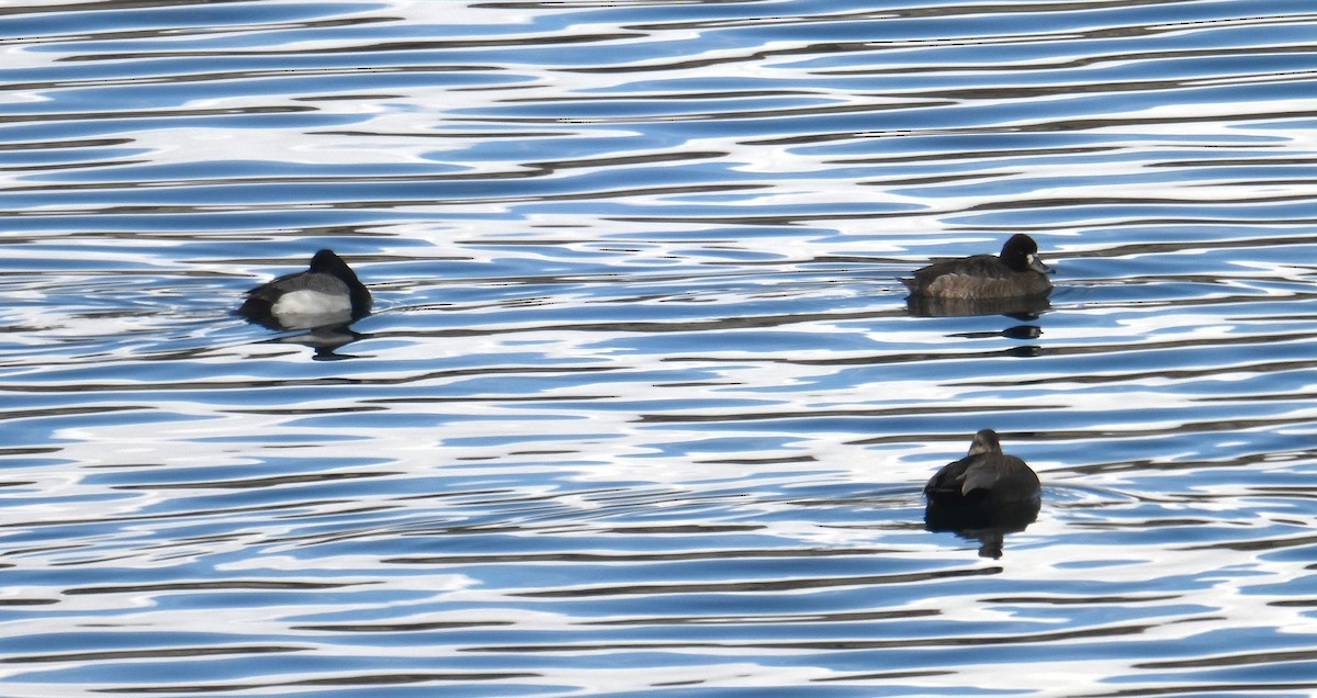 Lesser Scaup - ML631735988