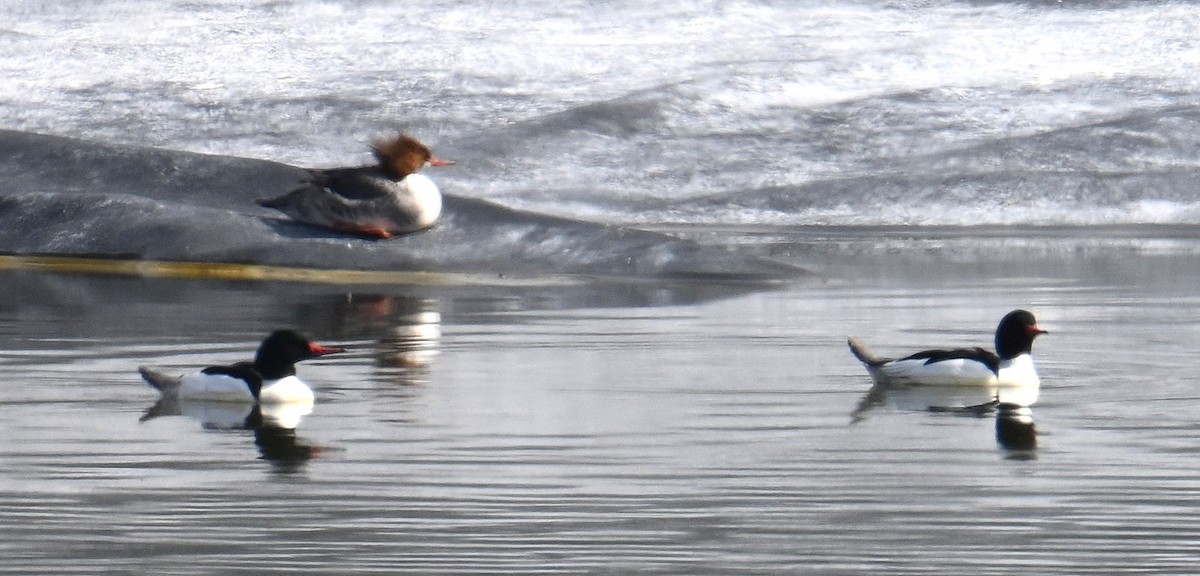 Common Merganser - ML631735994