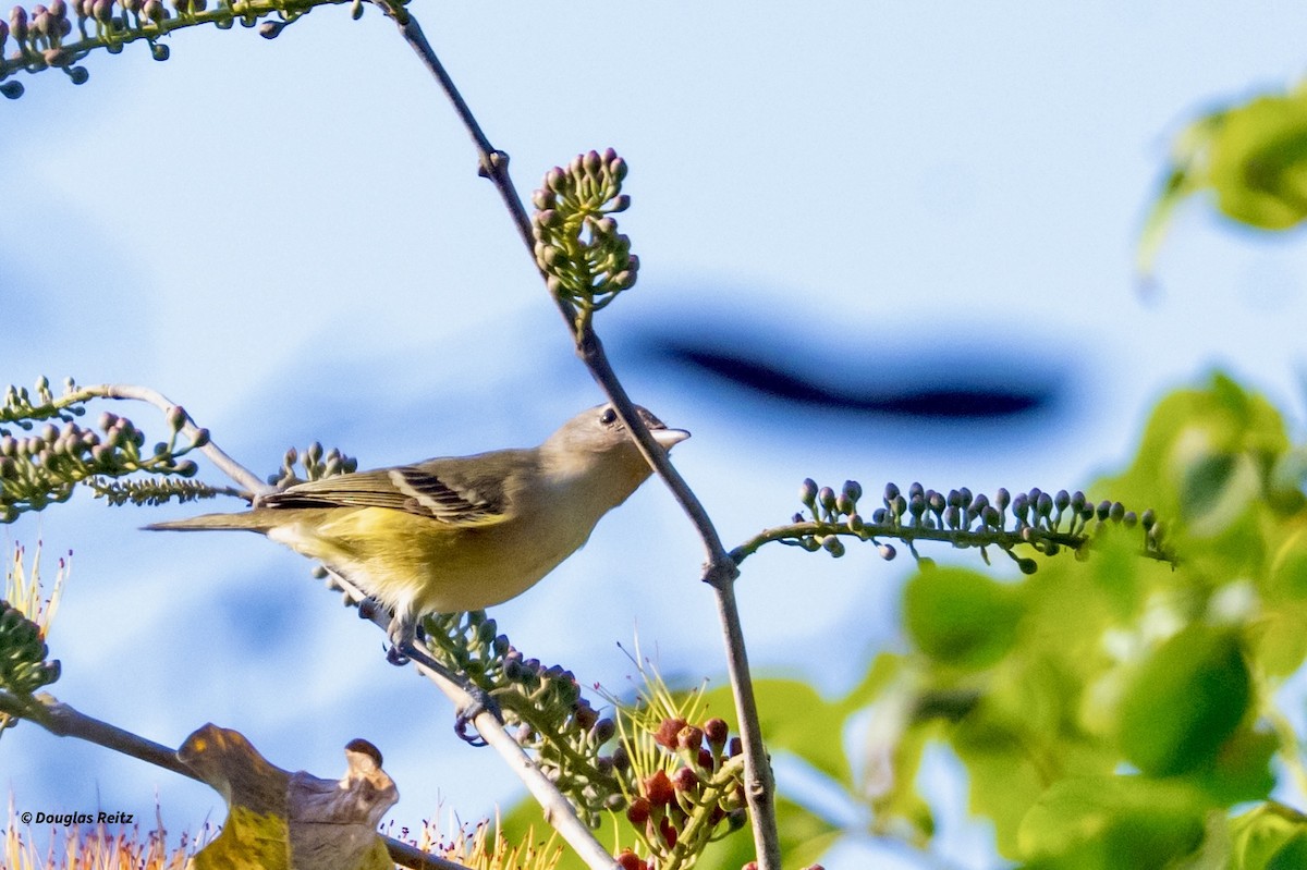 Bell's Vireo - ML631736023
