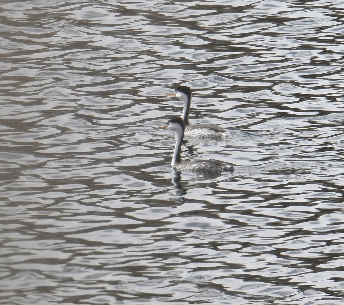 Clark's Grebe - ML631736024