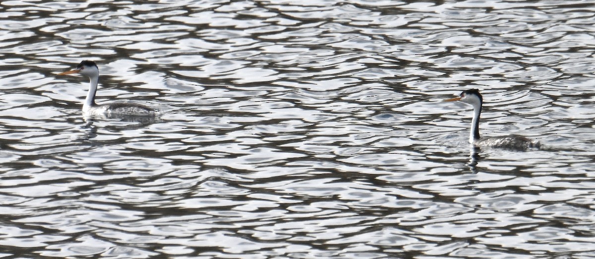 Clark's Grebe - ML631736025