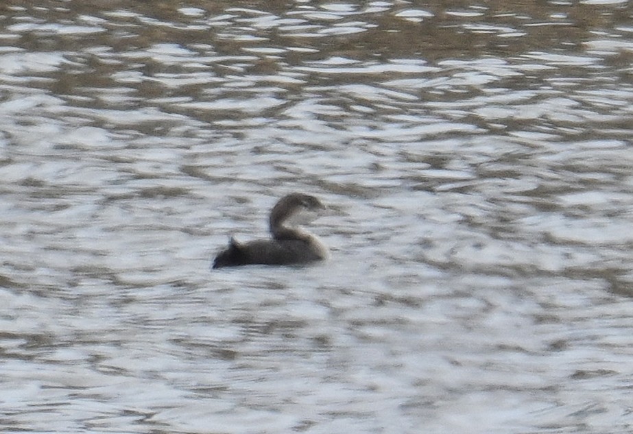 Common Loon - ML631736027