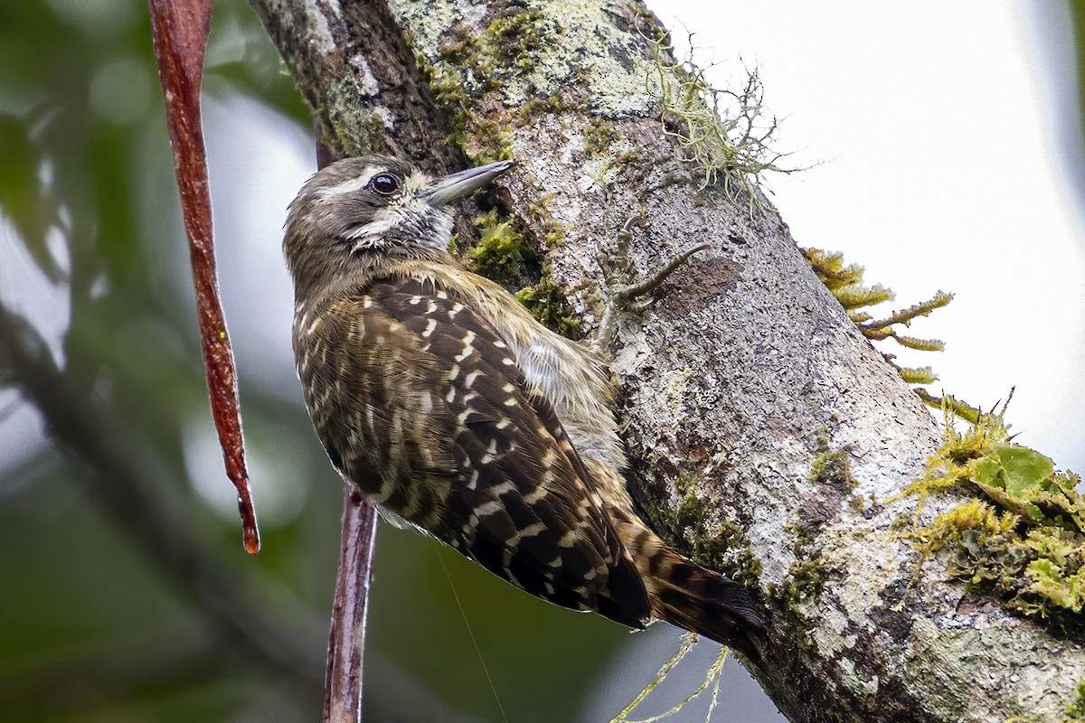 Sulawesi Pygmy Woodpecker - ML631736057