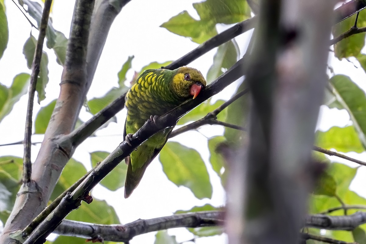 Yellow-cheeked Lorikeet - ML631736077