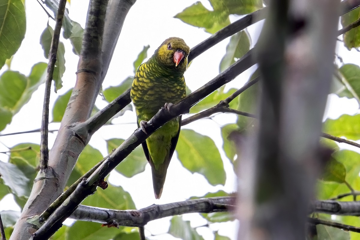 Yellow-cheeked Lorikeet - ML631736078