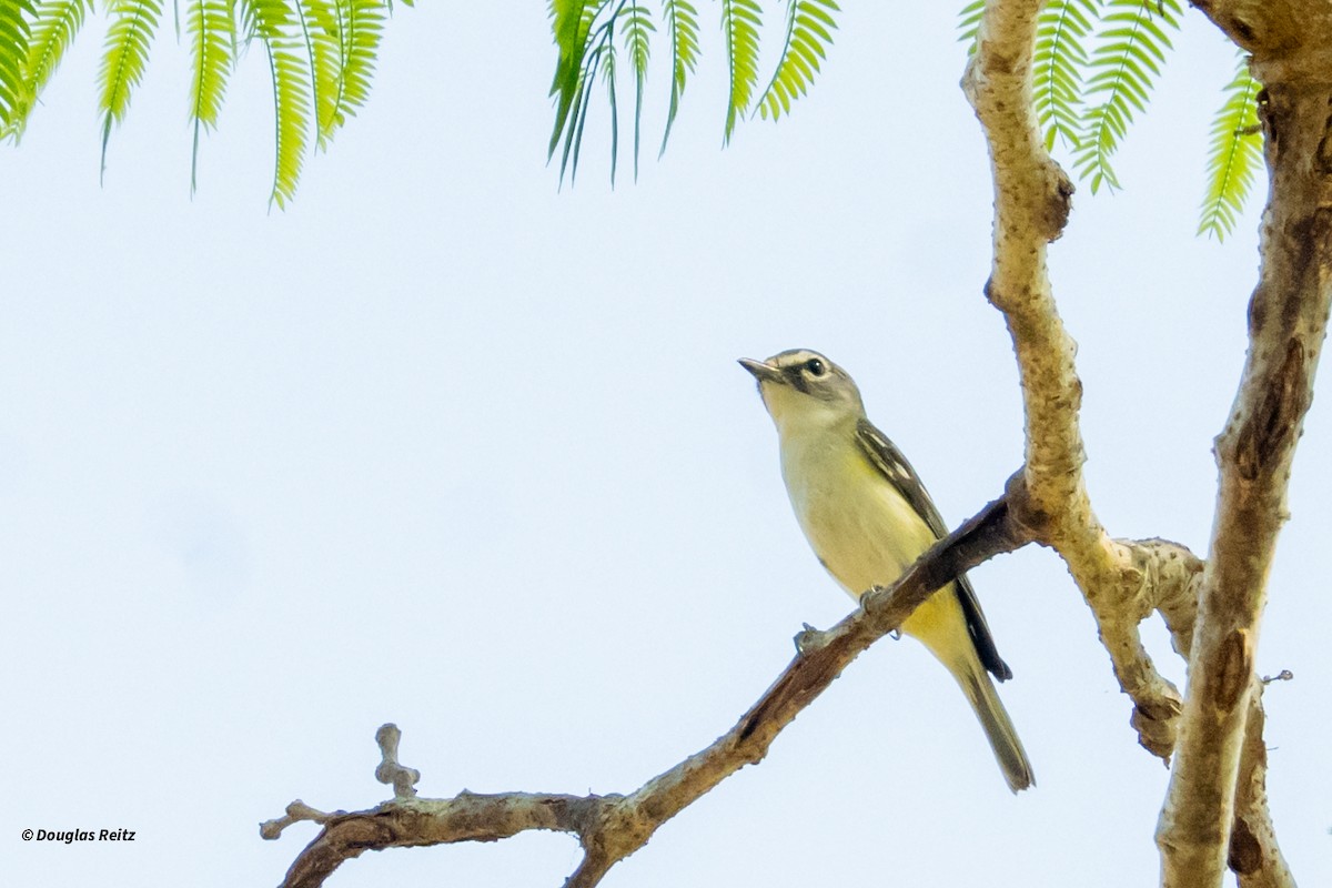 Blue-headed Vireo - ML631736135