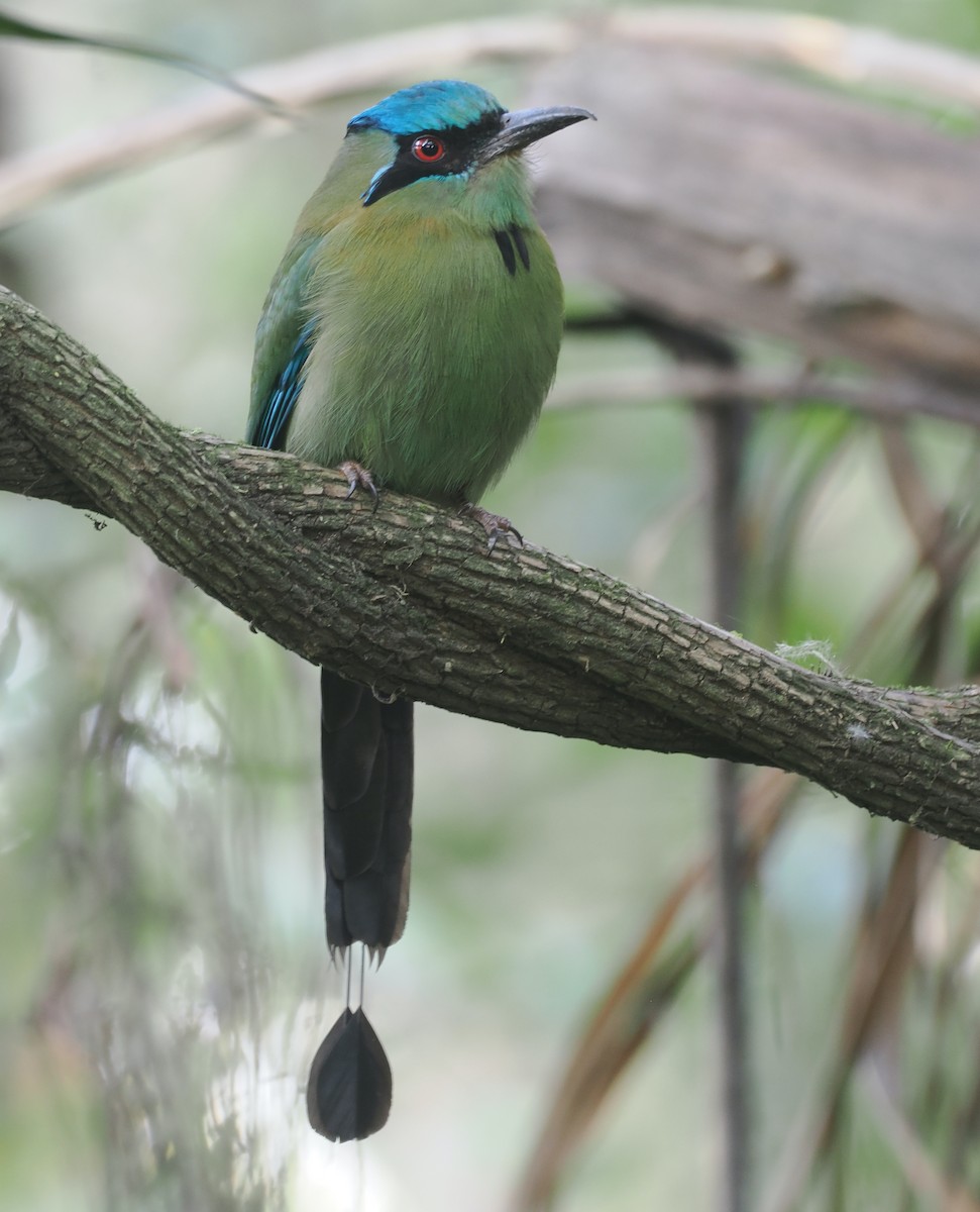 Blue-capped Motmot - ML631736143