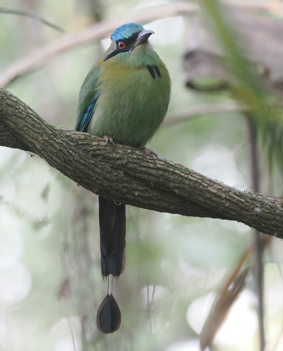 Blue-capped Motmot - ML631736182