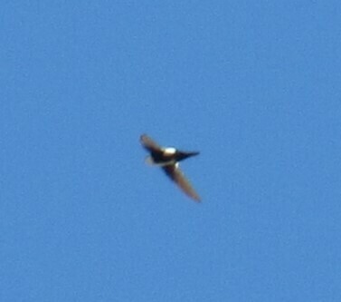 White-throated Swift - ML631736244
