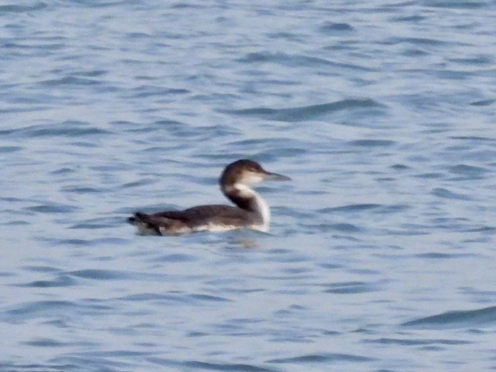Common Loon - ML631736275