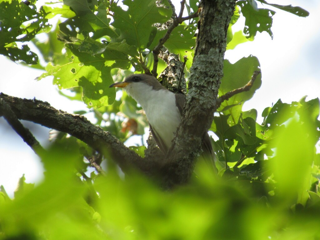 Yellow-billed Cuckoo - ML631736587