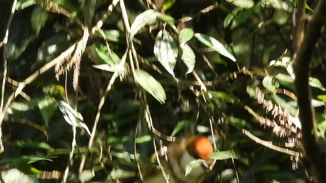 Rufous-crowned Laughingthrush - ML631736613