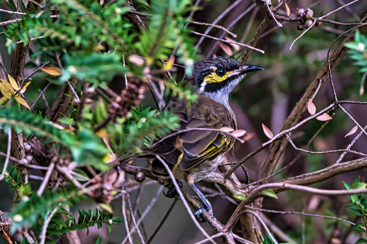 Yellow-faced Honeyeater - ML631736984